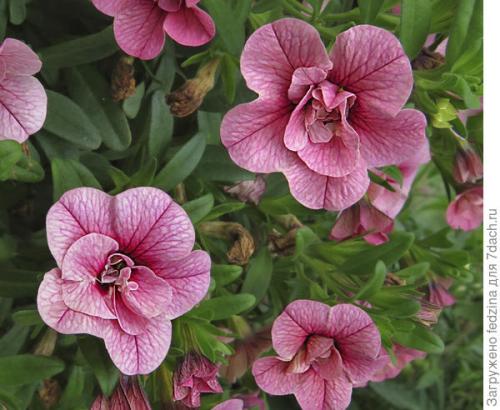 Калибрахоа лучшие сорта. Махровая калибрахоа