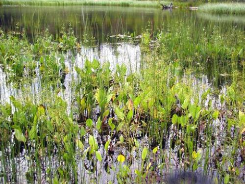 Частуха подорожниковая: описание, применение в народной медицине