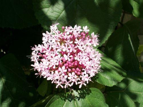 Экзотические садовые цветы. Экзотические растения в наших садах