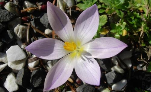 Цветок крокус описание. Весенние крокусы — описание и виды