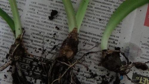 Как рассадить гиппеаструм. Когда и как пересаживать гиппеаструм?