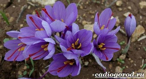 Ruby Giant крокус. Крокус цветок. Выращивание крокуса. Уход за крокусом