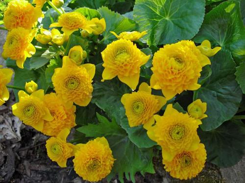 Калужница мультиплекс. Яркие краски сада в калужнице болотной