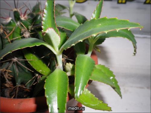 Как вылечить каланхоэ. Каланхоэ лечение