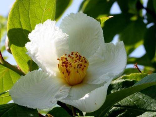 Экзотические садовые цветы. Экзотические растения в наших садах