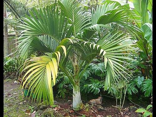 Ховея и хамедорея. Ховея — изысканная пальма для стильного дома