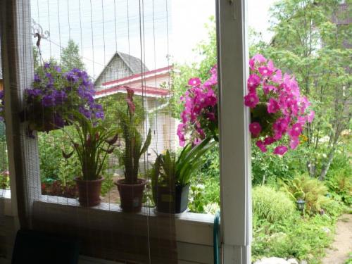 Правильное черенкование петунии. Черенкование петунии