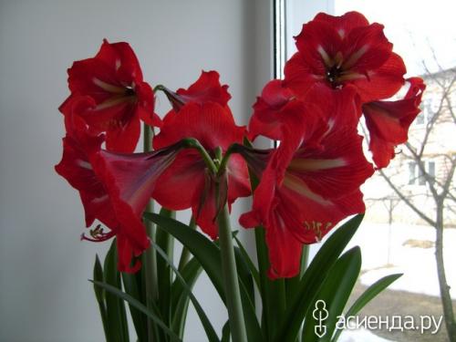 Как разбудить гиппеаструм. «Проснулся от спячки» гиппеаструм и растет «не по дням, а по часам»