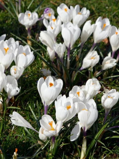 Сорта крокусов. Как выглядят крокусы и фото цветов