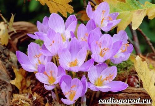 Крокус триколор уход. Крокус цветок. Выращивание крокуса. Уход за крокусом