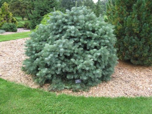 Пихта Глаука Компакта. Популярные сорта