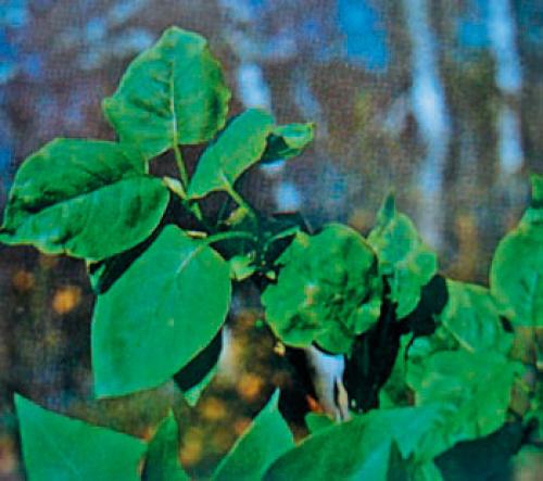 Почему у сирени чернеют листья. Инфекционные болезни сирени