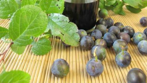 Слива колючая или терна. Терн (Терновник) — все о колючей сливе