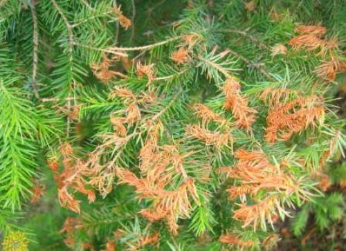 Почему желтеет кедр. Почему желтеет хвоя
