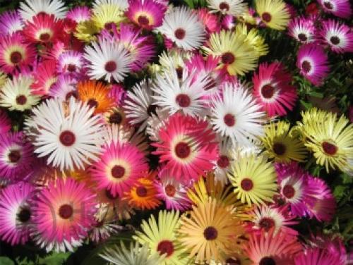 Мезембриантемум кристаллинум. Мезембриантемум (Mesembryanthemum L.)