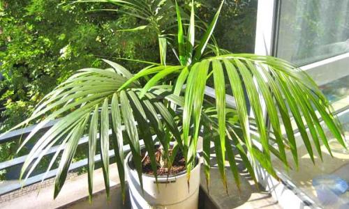 Как правильно ухаживать за пальмой ховея. Ховея — уход в домашних условиях
