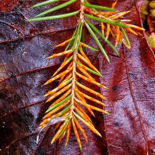 Ржавчина хвои ели меры борьбы. Ржавчина хвои ели / Золотистая ржавчина хвои ели