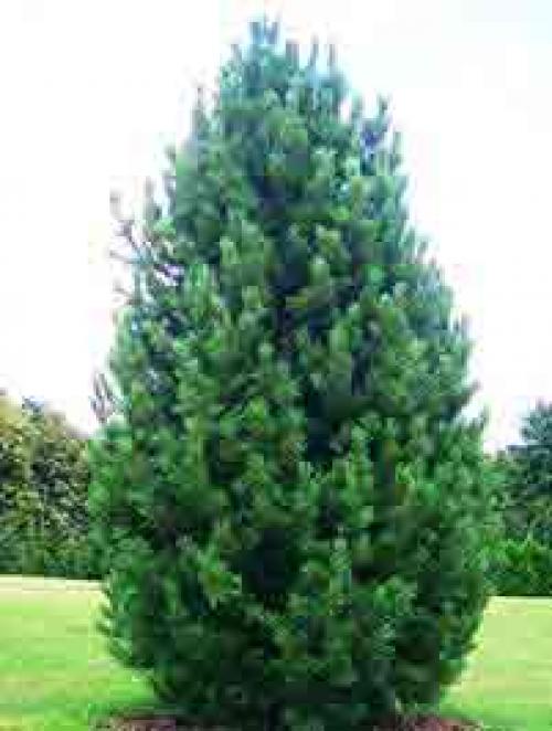 Кедр на участке. Кедр в ландшафтном дизайне