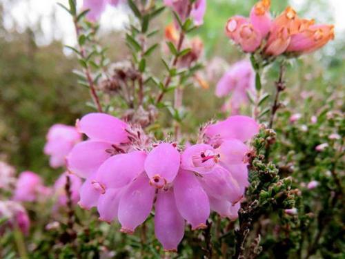 Эрика вереск Посадка и уход в. Растение эрика: посадка и уход в мельчайших подробностях