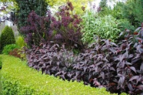 Горец змеиный в саду. Мой любимый горец