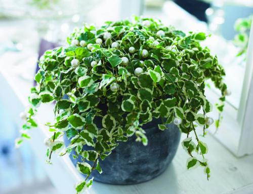 Фикус низкорослый. Фикус карликовый