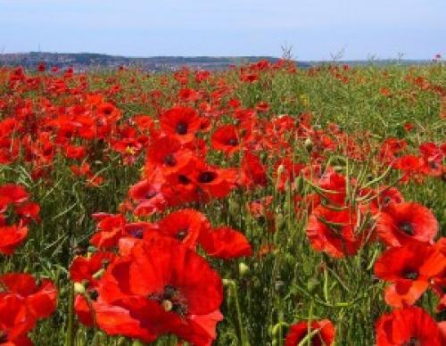 Мак самосейка