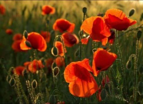 Мак самосейка