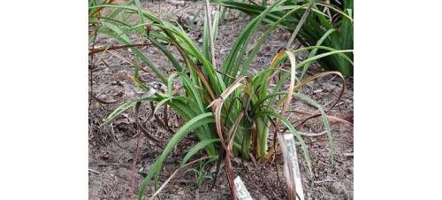 У лилейника желтеют листья. Всё о распространенных болезнях лилейников и их лечение