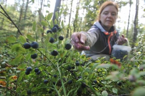 Сбор ягод в Ленинградской области. Пора за черникой!