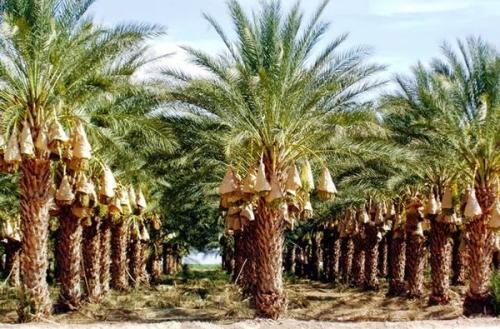 Финик пальчатый. Финиковая пальма