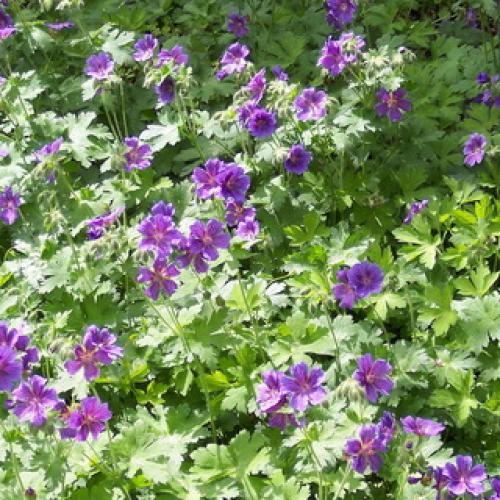 Герань садовая красно-бурая. Садовая герань в ландшафтном дизайне участка (с фото)