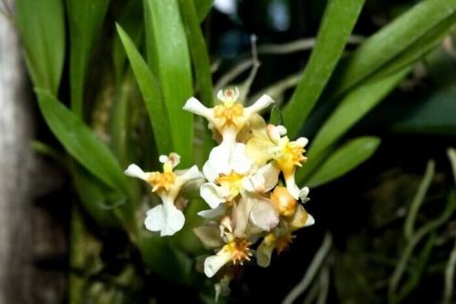 Онцидиум Свит Шугар уход в домашних условиях. Уход за онцидиумом в домашних условиях