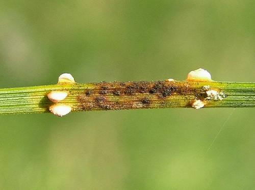 Ржавчина хвои сосны