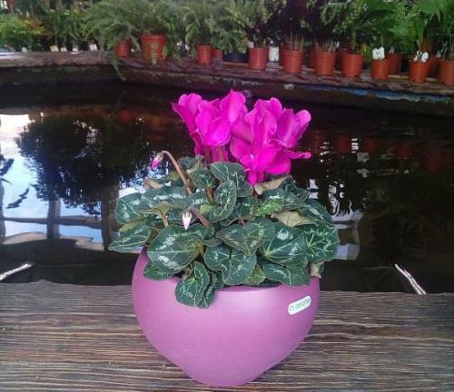 Посадка цикламена клубнями. Особенности посадки цикламена