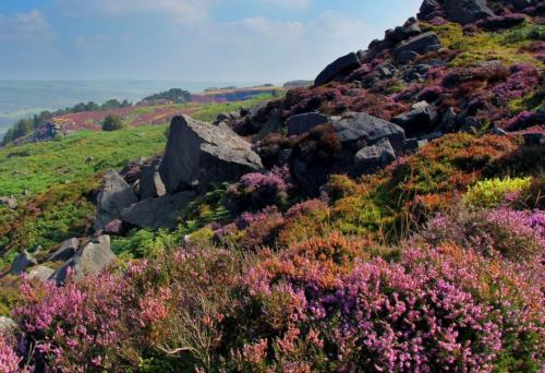 Верески и эрики Посадка и уход. Вереск обыкновенный – медовый «иней» в саду. Описание, виды и сорта, посадка в открытый грунт, размножение, выращивание и уход (55+ Фото & Видео) +Отзывы