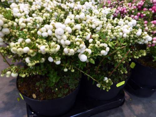 Пернеттия комнатная. Гаультерия, или пернеттия остроконечная