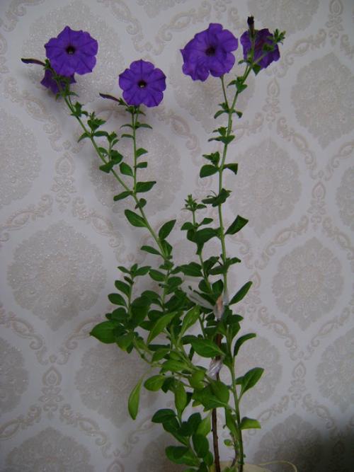 Можно ли сажать петунию под зиму. Можно ли в комнатных условиях выращивать петунию?