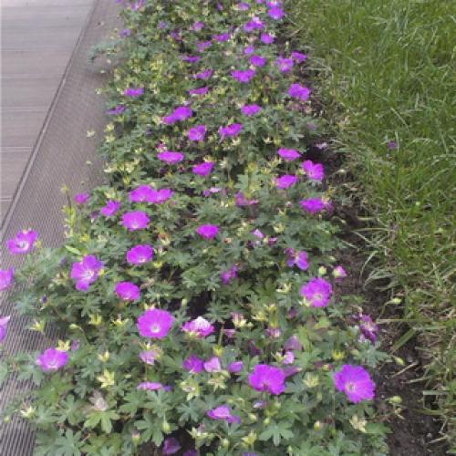 Герань садовая красно-бурая. Садовая герань в ландшафтном дизайне участка (с фото)