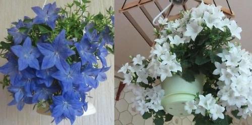 Кампанула жених и невеста 