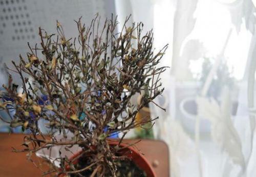 Как реанимировать Мирт, если он засох