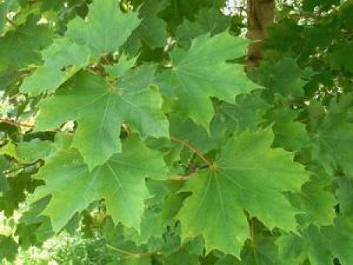 Клен остролистный. Описание дерева