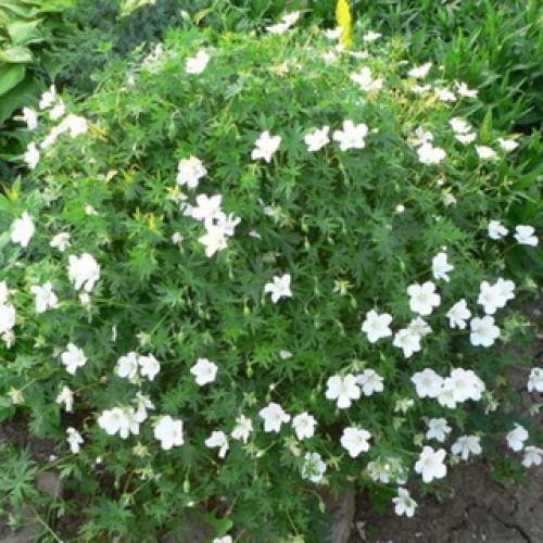 Герань садовая красно-бурая. Садовая герань в ландшафтном дизайне участка (с фото)