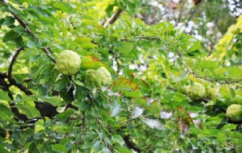Маклюра где растет. Маклюра (Maclura pomifera)