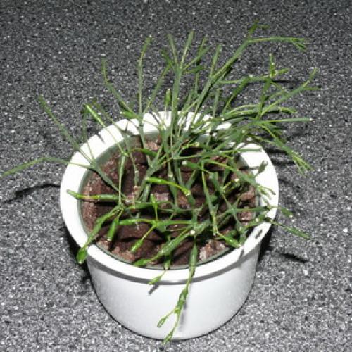 Хатиора розовая. Виды хатиоры и фото комнатного цветка в период цветения