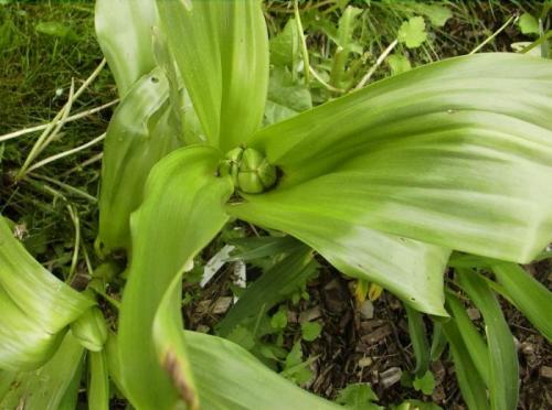 Ядовитые растение безвременник. Ядовитый цветок безвременник с необычным циклом развития