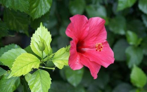 Бурые пятна на листьях гибискуса. Болезни гибискуса