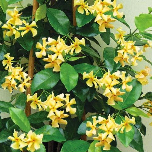 Trachelospermum jasminoides растение. Ринкоспермум жасминовидный (=Rhyncospermum jasminoides, =Trachelospermum jasminoides)