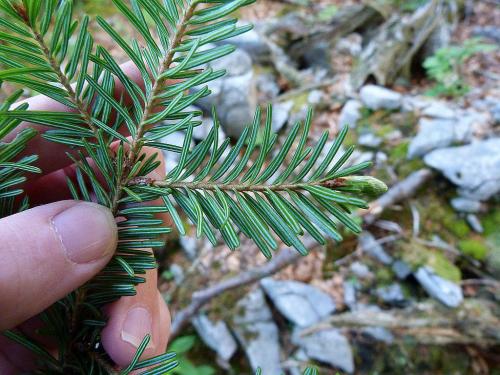 Пихта благородная. Ботаническое описание