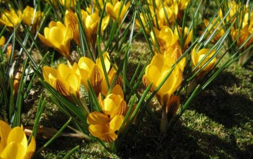 Цветок крокус описание. Весенние крокусы — описание и виды