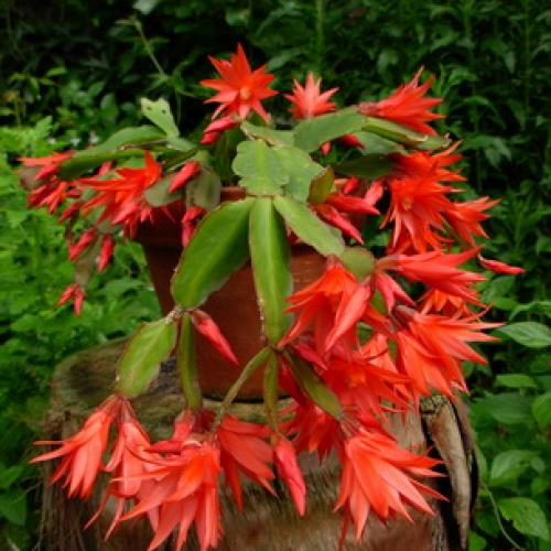 Хатиора розовая. Виды хатиоры и фото комнатного цветка в период цветения